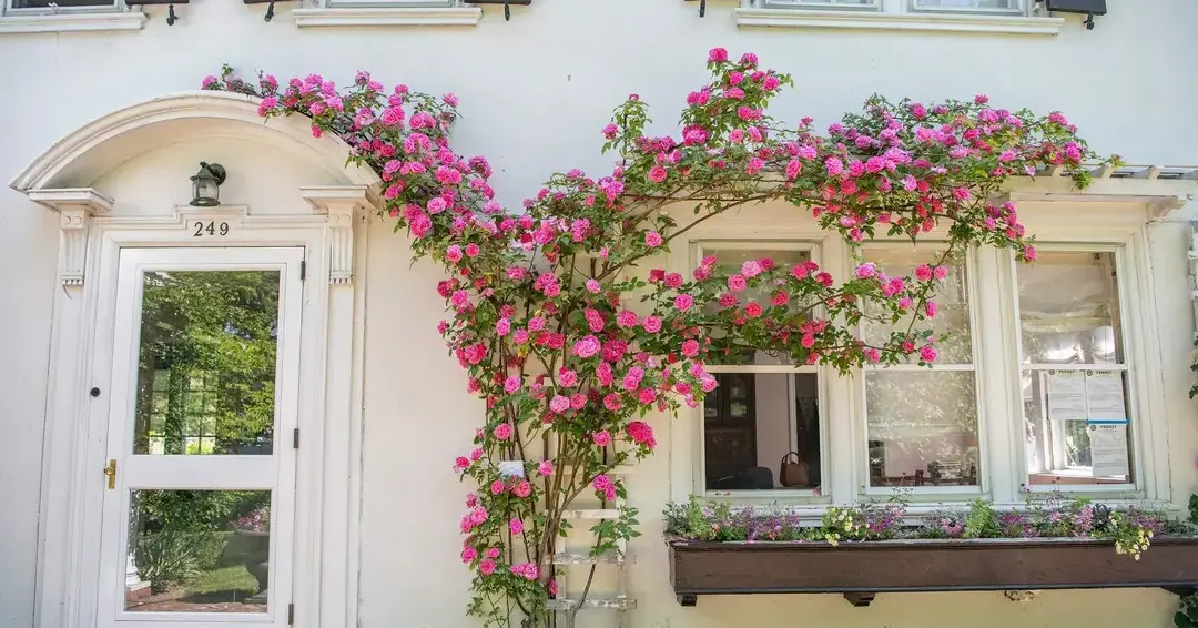 Pink roses trailng across shipley secret gardens building