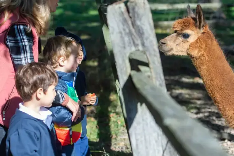 Students at petting zoo
